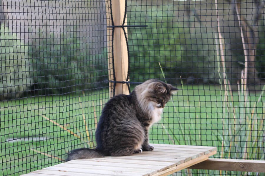Création sur mesure d'un catio extérieur avec filet de protection chats