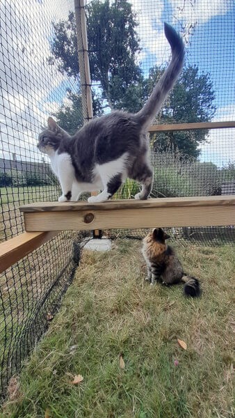 Création sur mesure d'un catio en bois avec filet de protection chats