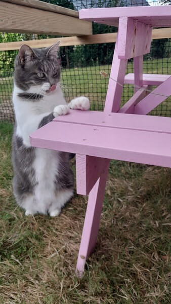 Création sur mesure d'un catio avec filet de protection noir chats