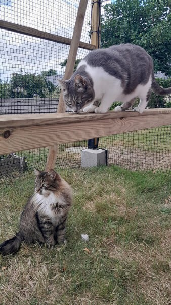 Création sur mesure d'un catio en bois avec filet de protection chats noir