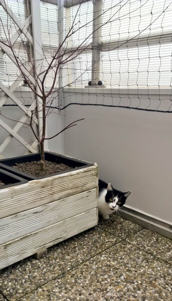 Filet de protection pour chat économique posé sur un balcon