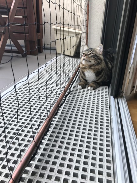 Filet de protection pour chat économique pour fenêtre et appartement