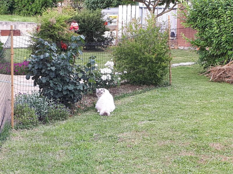Filet enclos pour chat fugueur