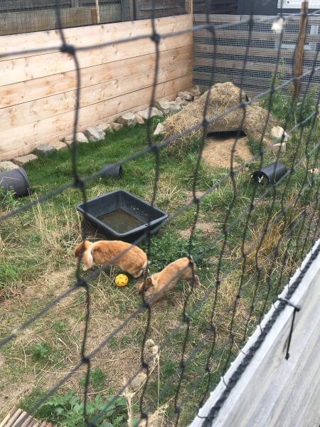 Filet de protection pour enclos à lapin