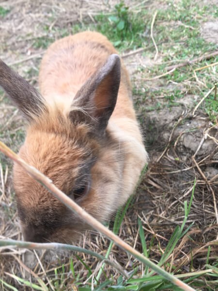 Filet pour enclos à la lapins
