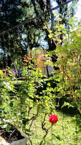 Filet de protection pour chat économique