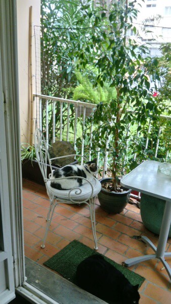 Filet de protection pour chat sur balcon appartement