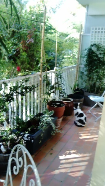 Filet de protection pour chat économique