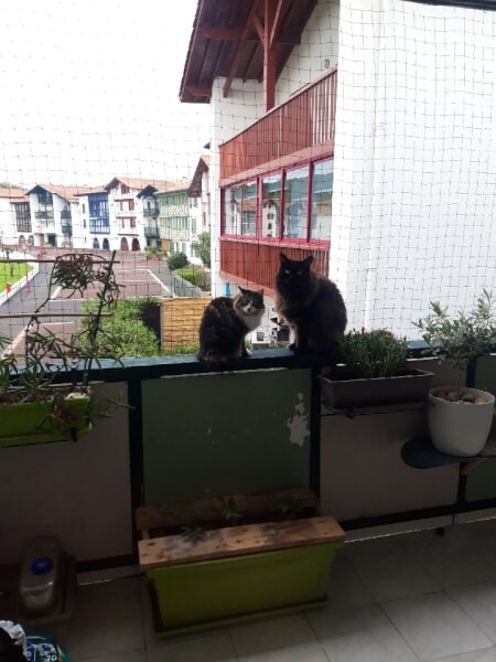 Filet de protection pour chat économique