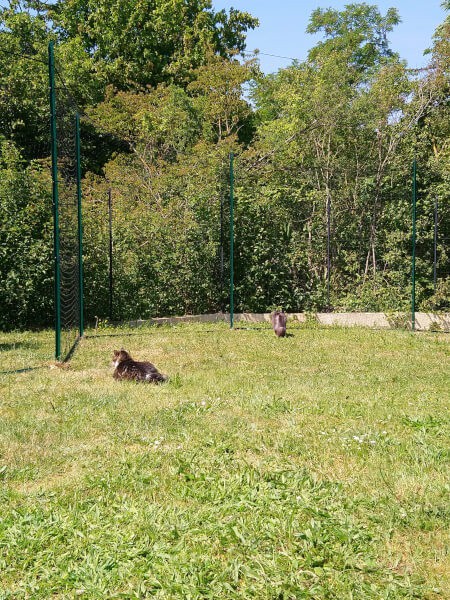 Filet souple pour chat permettant de sécuriser un jardin