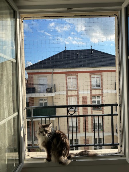 Protection économique pour grand chat