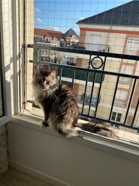 Filet de sécurité sur fenêtre pour chat type Maine Coon
