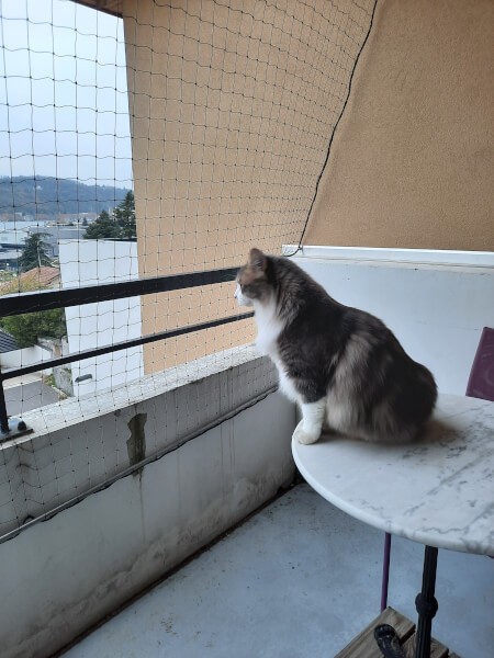Filet de protection pour chat économique pour sécuriser un balcon
