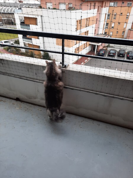 Filet de protection pour chat économique