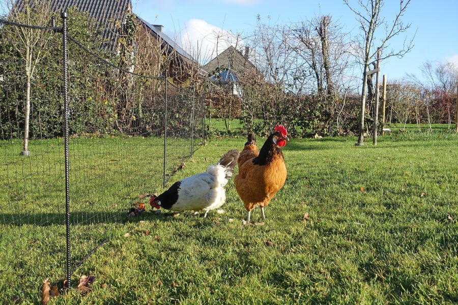 Clôture poulailler réalisé avec du filet de protection pour chat économique