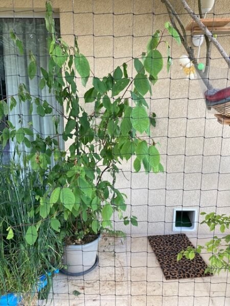 Filet de protection pour chat économique