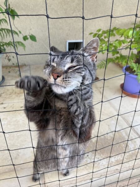 Filet de protection pour chat économique