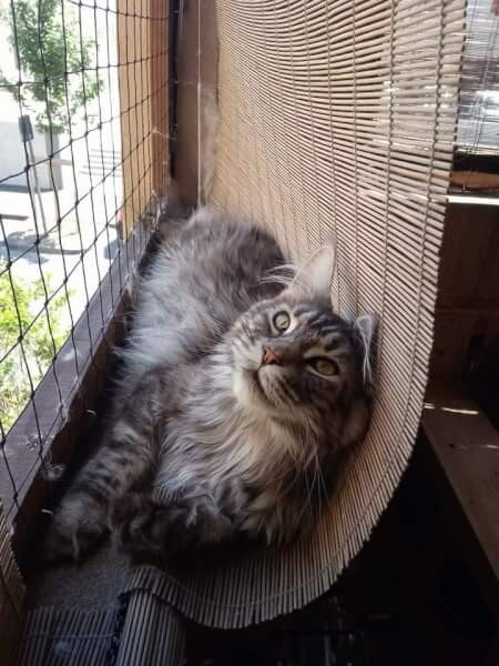 Fini les chutes dans le jardin des voisins grâce au filet de protection pour chat