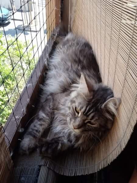 De longues siestes en toute sécurité dans un hamac de rêve