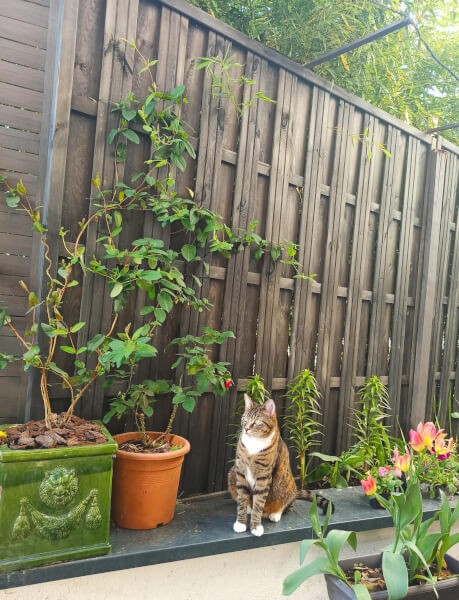 Filet de protection pour chat économique - Mailles 50 mm - DESTOCK envoyé par un client