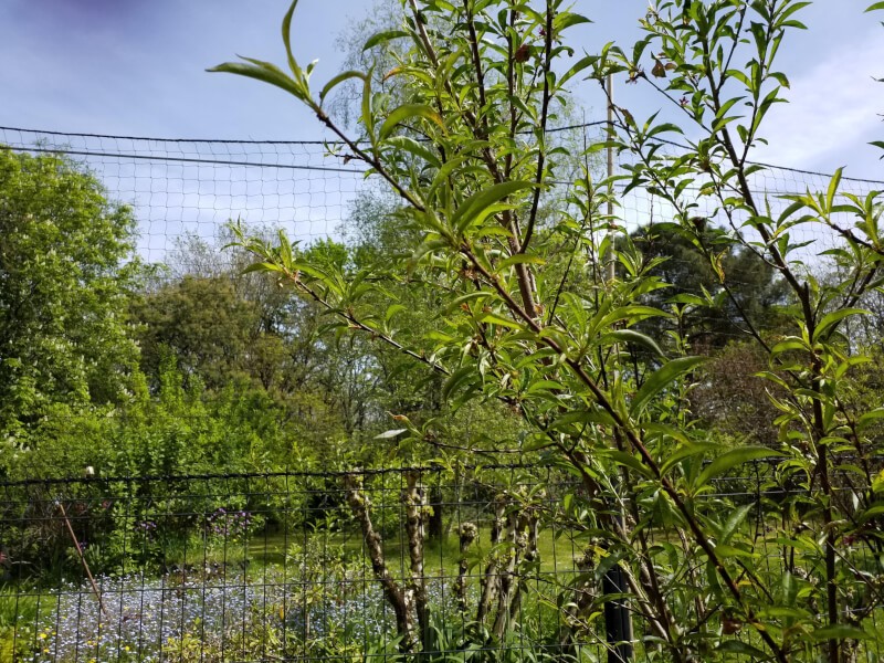 Filet de protection pour chat économique - Mailles 50 mm - DESTOCK envoyé par un client
