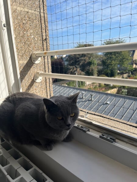 Filet de protection économique pour chat sur fenêtre de maison