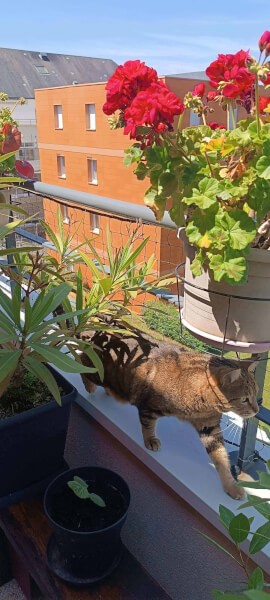 Filet garde corps terrasse pour sécurité chat