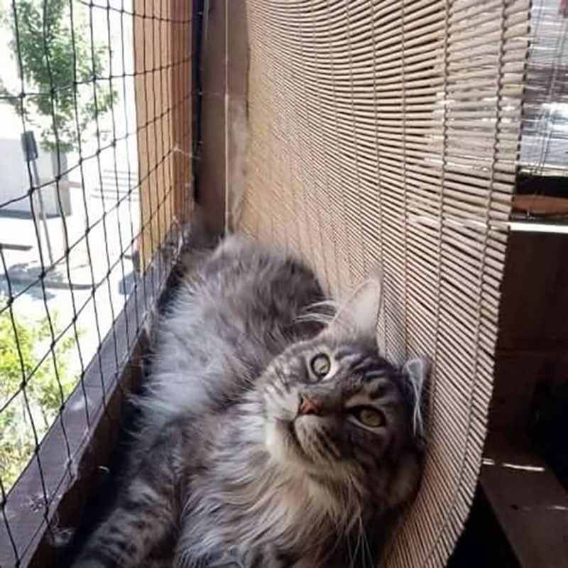 Filet de protection pour chat économique - Mailles 50 mm Filet de protection pour chat économique - Mailles 50 mm