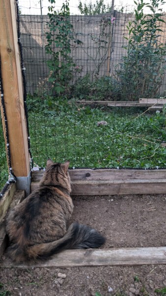 Espace extérieur sécurisé pour chat avec filet