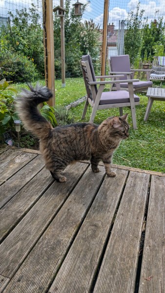 Espace extérieur sécurisé pour chat avec filet sur mesure