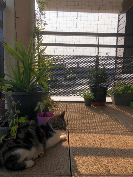 Filet de protection pour chat que j'ai installé sur la balcon.