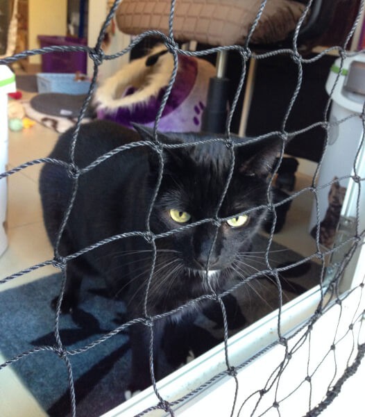 Filet de protection pour chat économique - Mailles 50 mm - DESTOCK envoyé par un client