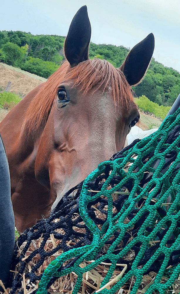 Filet à foin en forme de sac multi-mailles - Fil ∅ 5 mm - DESTOCK envoyé par un client