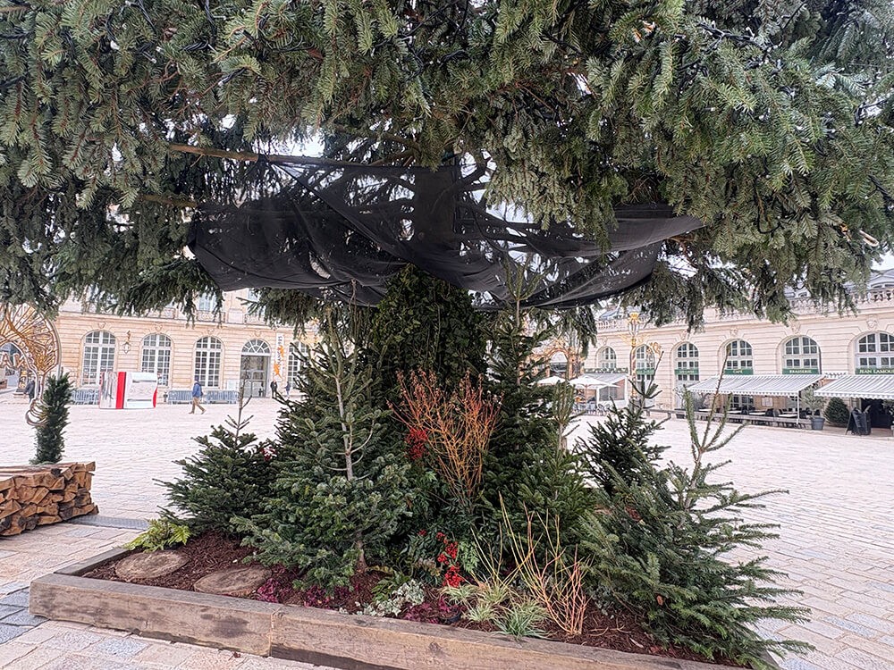 Protection anti-feuilles sapin de Nancy 2025