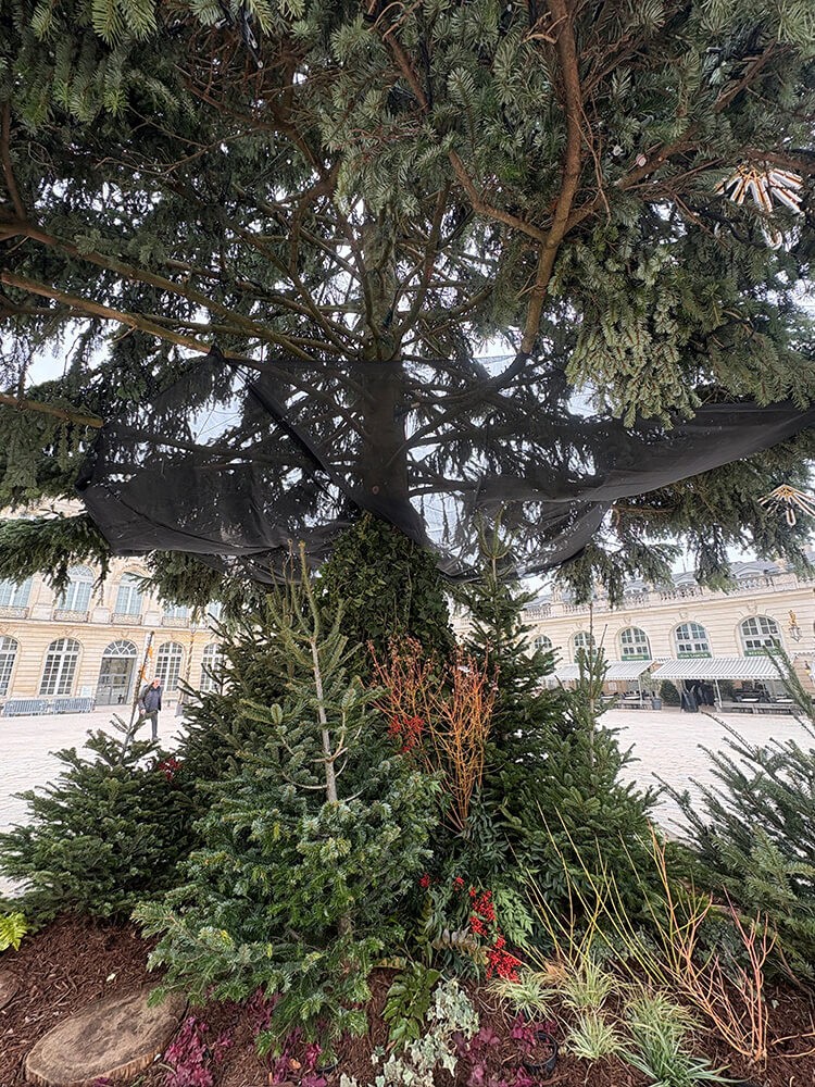 Protection anti-feuilles noir sapin de la Ville de Nancy 2025