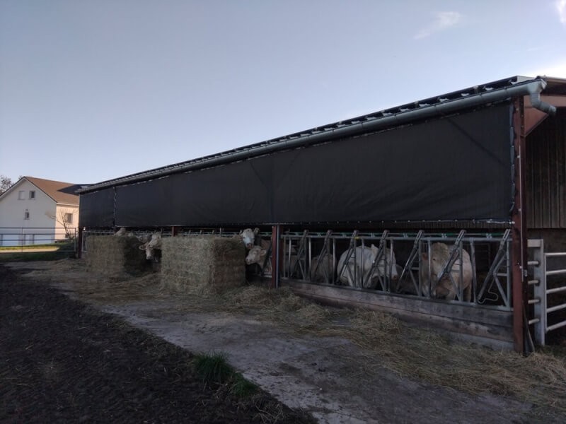 Filet brise-vent en protection sur bâtiment pour bovin