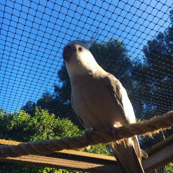 Filet de volière petites mailles 25 x 25 mm