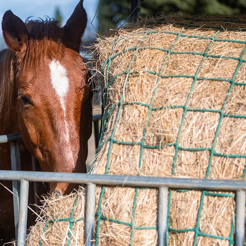 Filet pour mangeoire à chevaux robuste - Mailles 100 mm - ∅ 5 mm