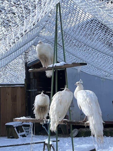 Filet de volière pour grands oiseaux sous la neige
