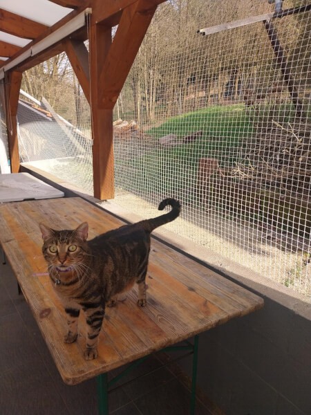 Filets de protection chat sur terrasse avec auvent