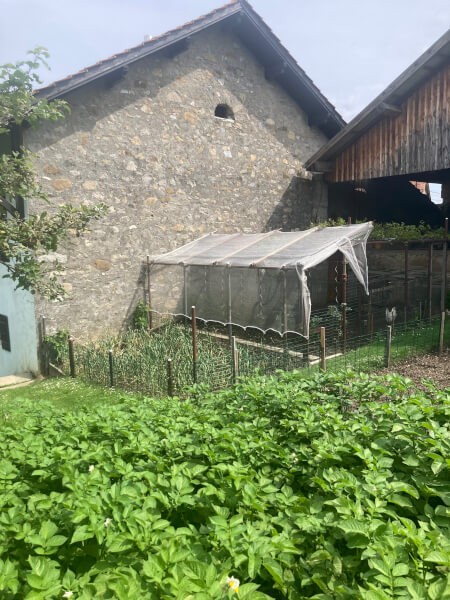 Filet anti grêle protection de pieds de tomates - 6 x 3 m