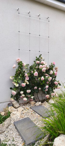Installation du greenkit pour rosiers