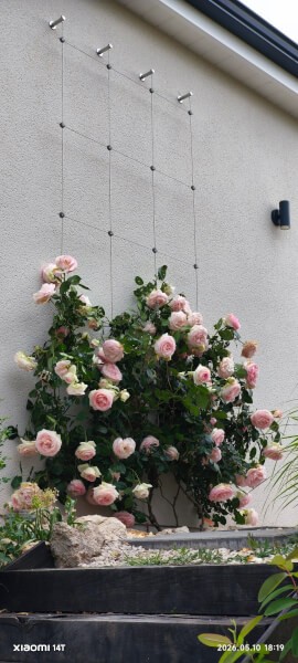 Installation du greenkit pour rosiers sur façade