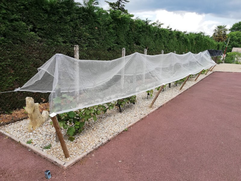 Filet anti-grêle pour protéger un rang de vignes