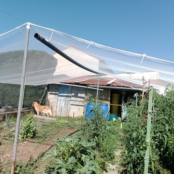 Filet anti grêle protection de pieds de tomates