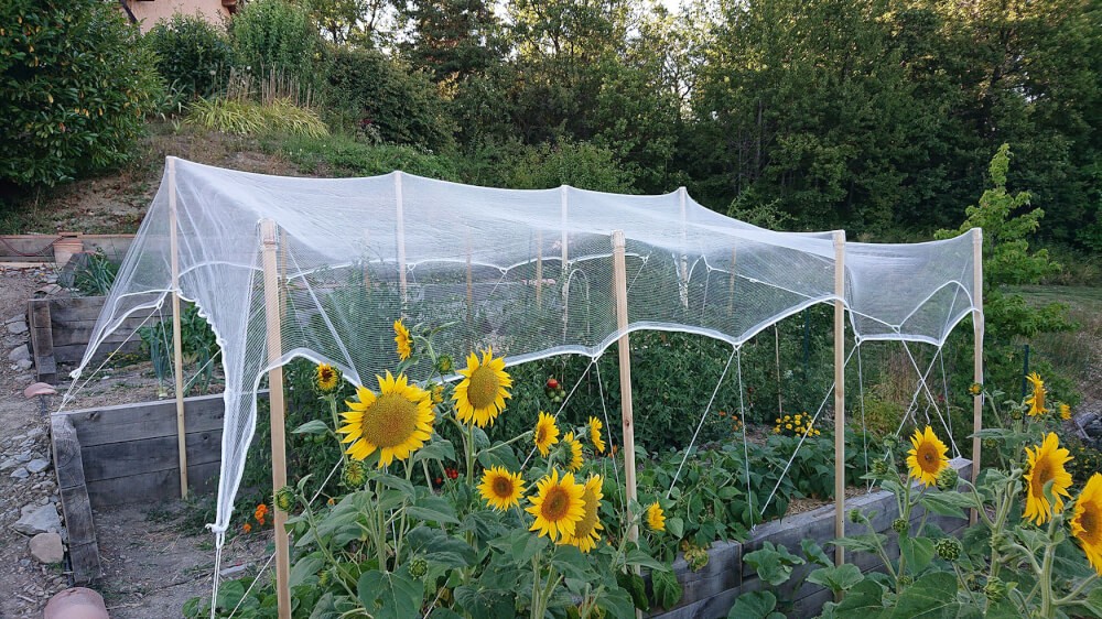 Installation anti grêle protection de tomates et haricots
