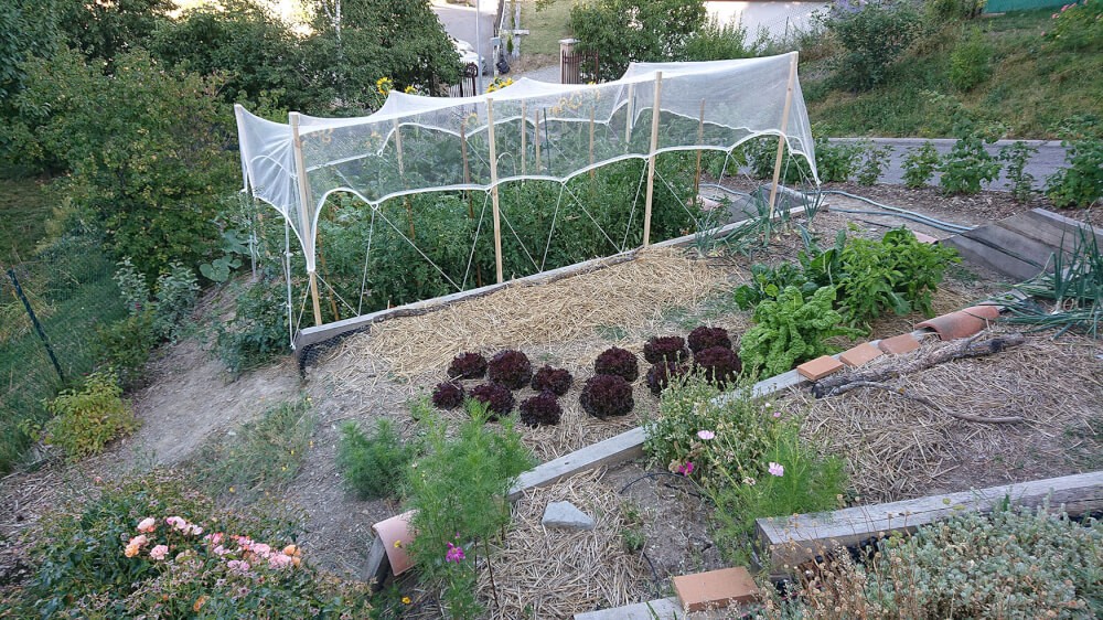 Installation anti grêle protection de tomates et haricots sur terrain en pente