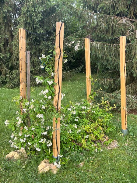 Filet de palissage pour jasmin sur piquets bois