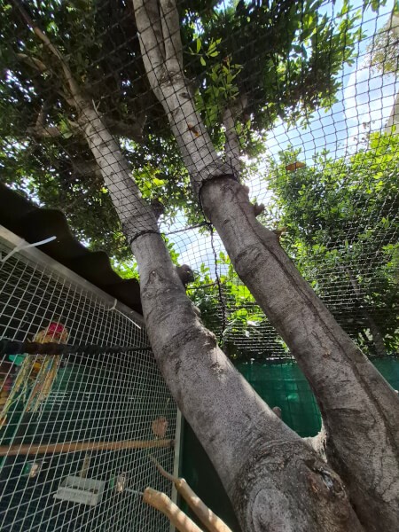 Filet de volière fixé en toiture de jardin avec découpe passage d'arbres