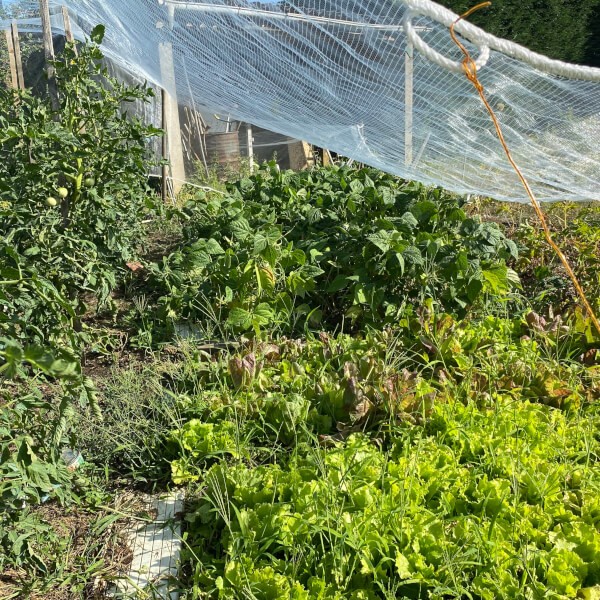 Filet anti grêle protéger son jardin - 4 x 6 mètres